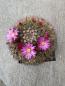 Preview: Mammillaria mystax